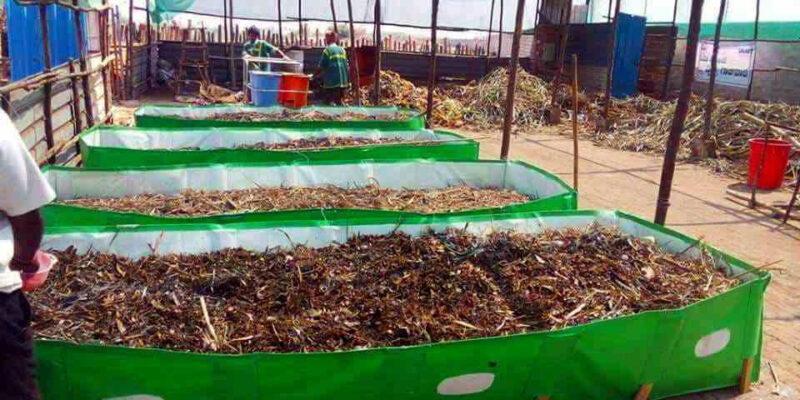 Vermicompost Beds