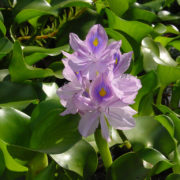 Water Hyacinth