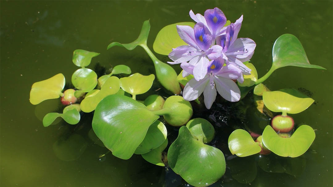 Water Hyacinth Organic Compost Fertilizer