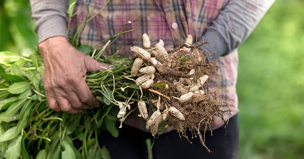 Weed Management in Oilseed Crop