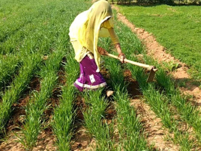 Weeding in Wheat