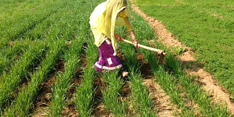 Weeding in Wheat