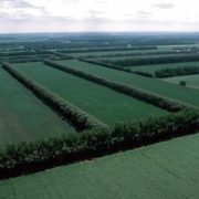 Windbreak and Shelterbelts Uses