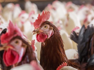 Avian Leukosis Complex in Poultry