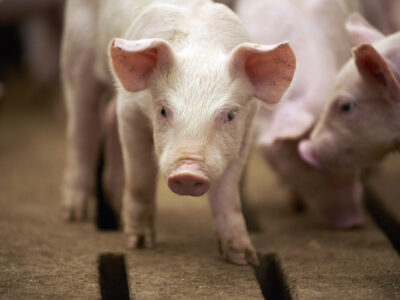 African Swine Fever in Pigs