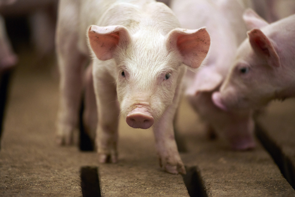 African Swine Fever in Pigs