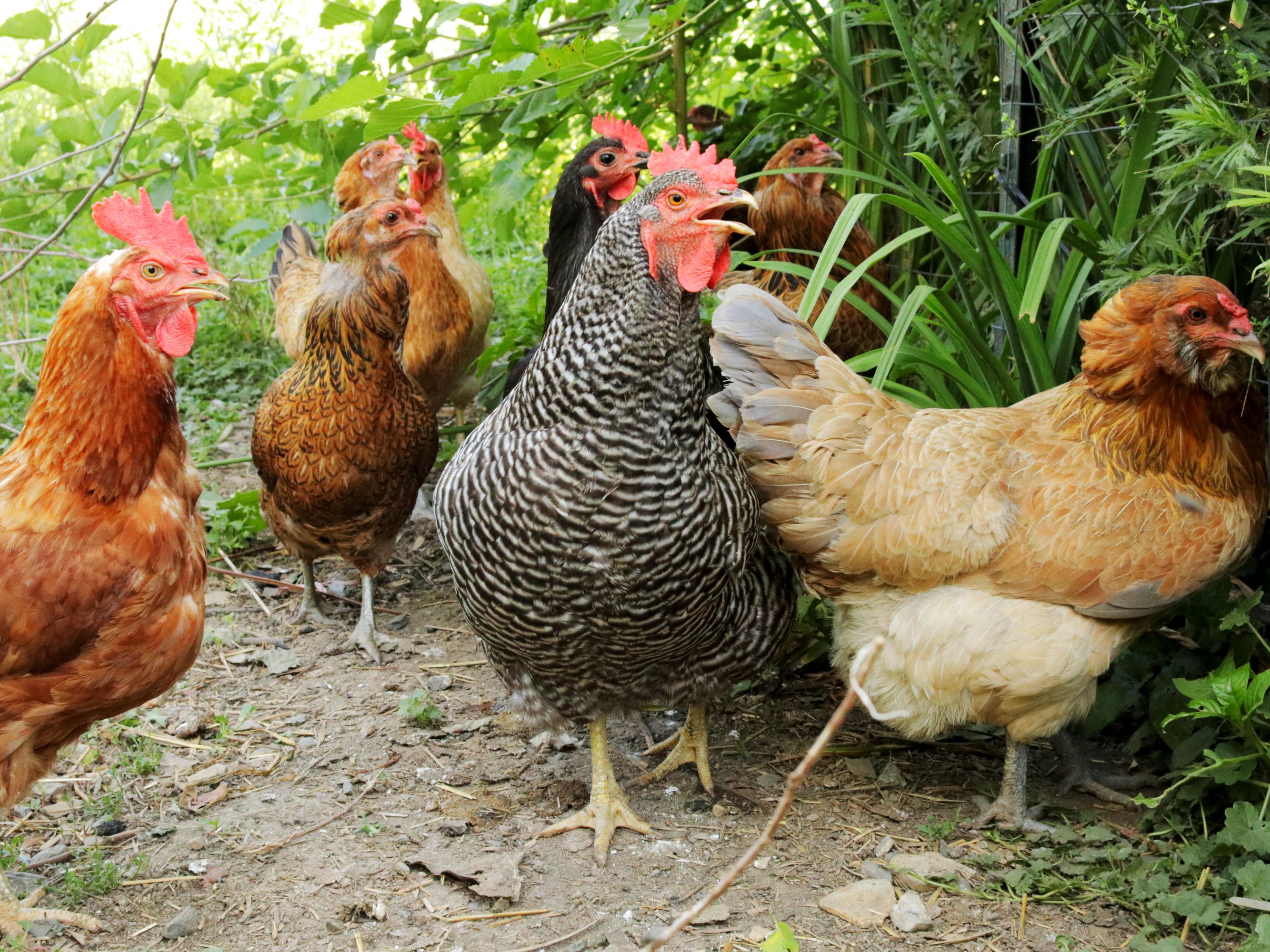 American chickens Types and Characteristics