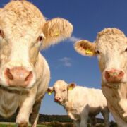 Techniques in animal husbandry