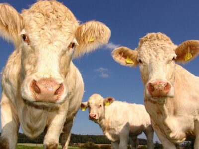 Techniques in animal husbandry