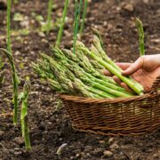 Asparagus
