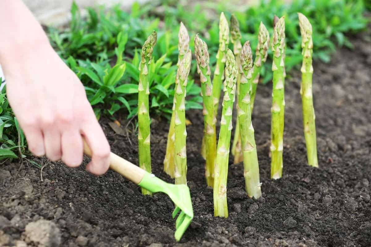 Asparagus Cultivation