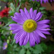 Aster Amellus