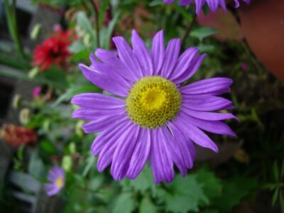 Aster Amellus