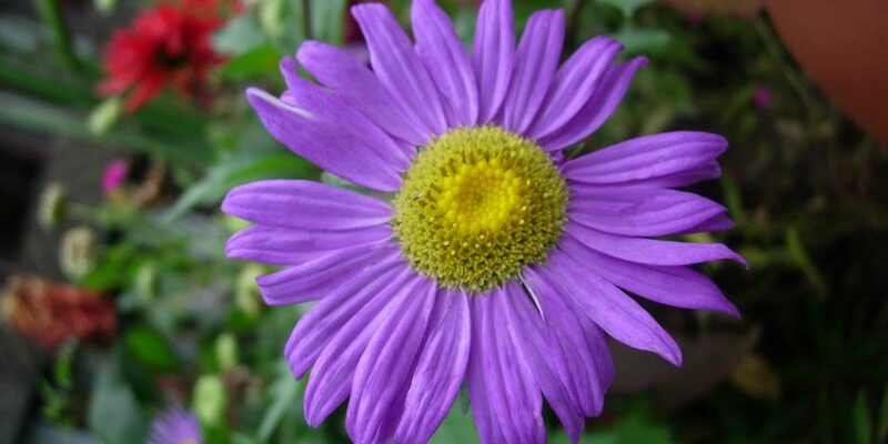 Aster Amellus