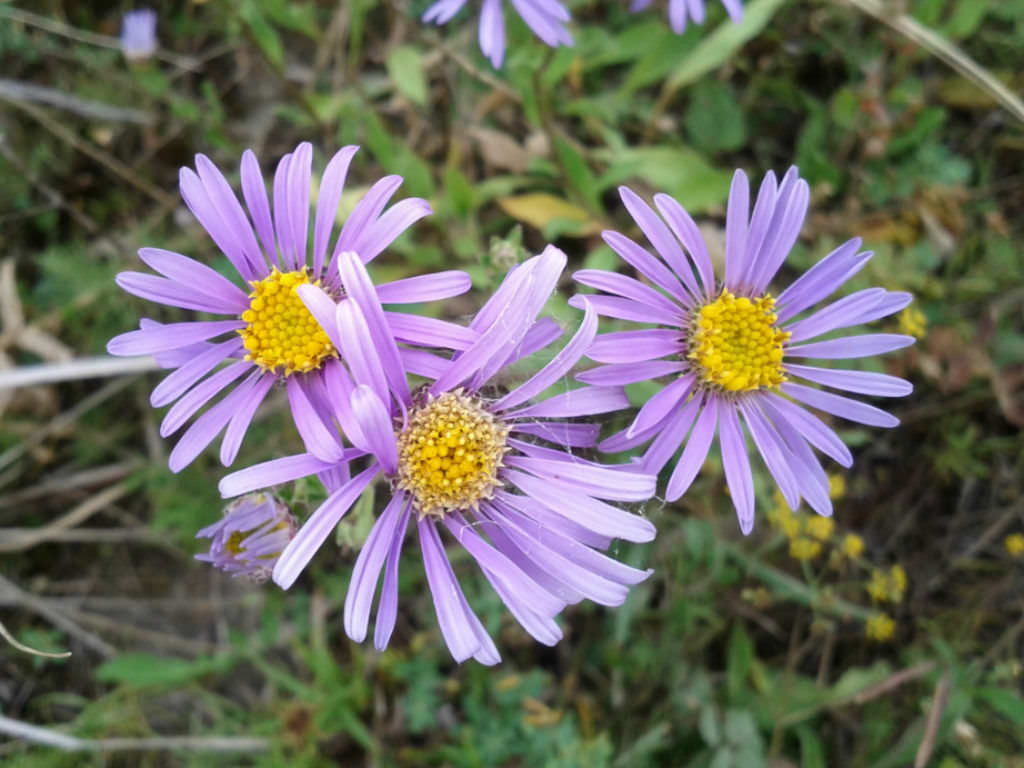 Aster Amellus Cultivation