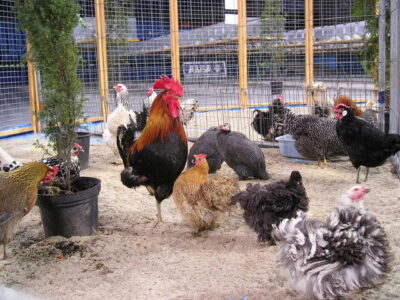 Backyard Poultry Farming in India