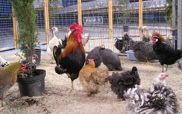 Backyard Poultry Farming in India