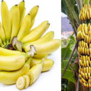 Banana Varieties