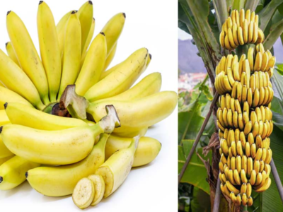 Banana Varieties