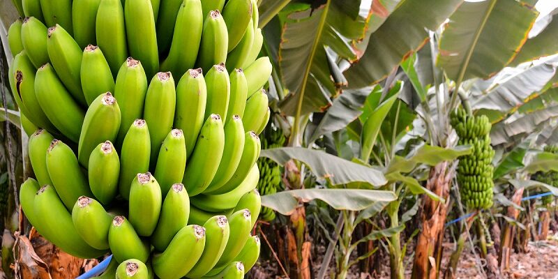 Banana Cultivation Varieties