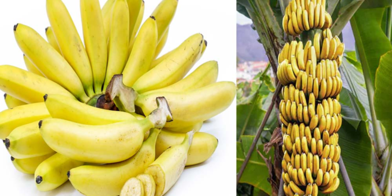 Banana Varieties