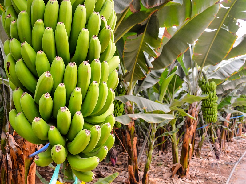 Banana Cultivation Varieties