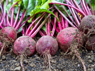 Beetroot Health Benefits