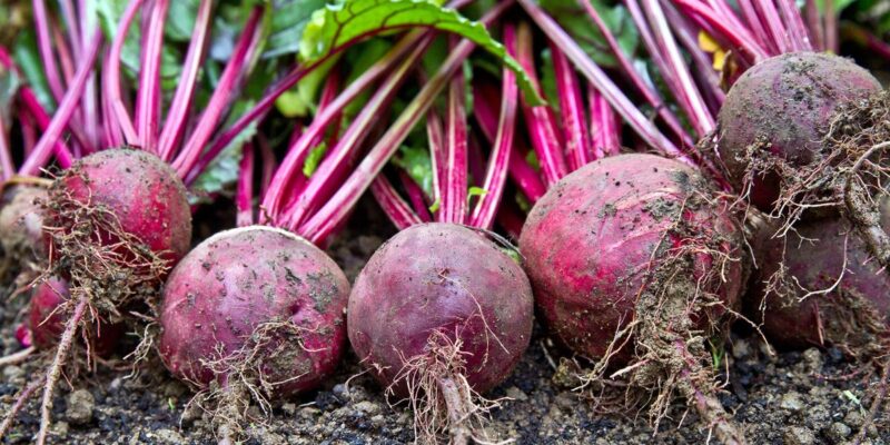 Beetroot Health Benefits