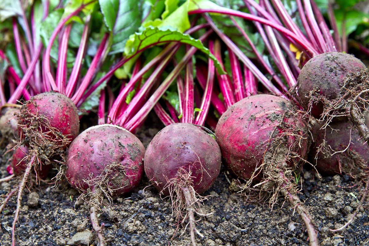 Beetroot Health Benefits