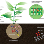 Herbicides