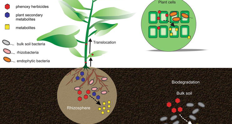 Herbicides