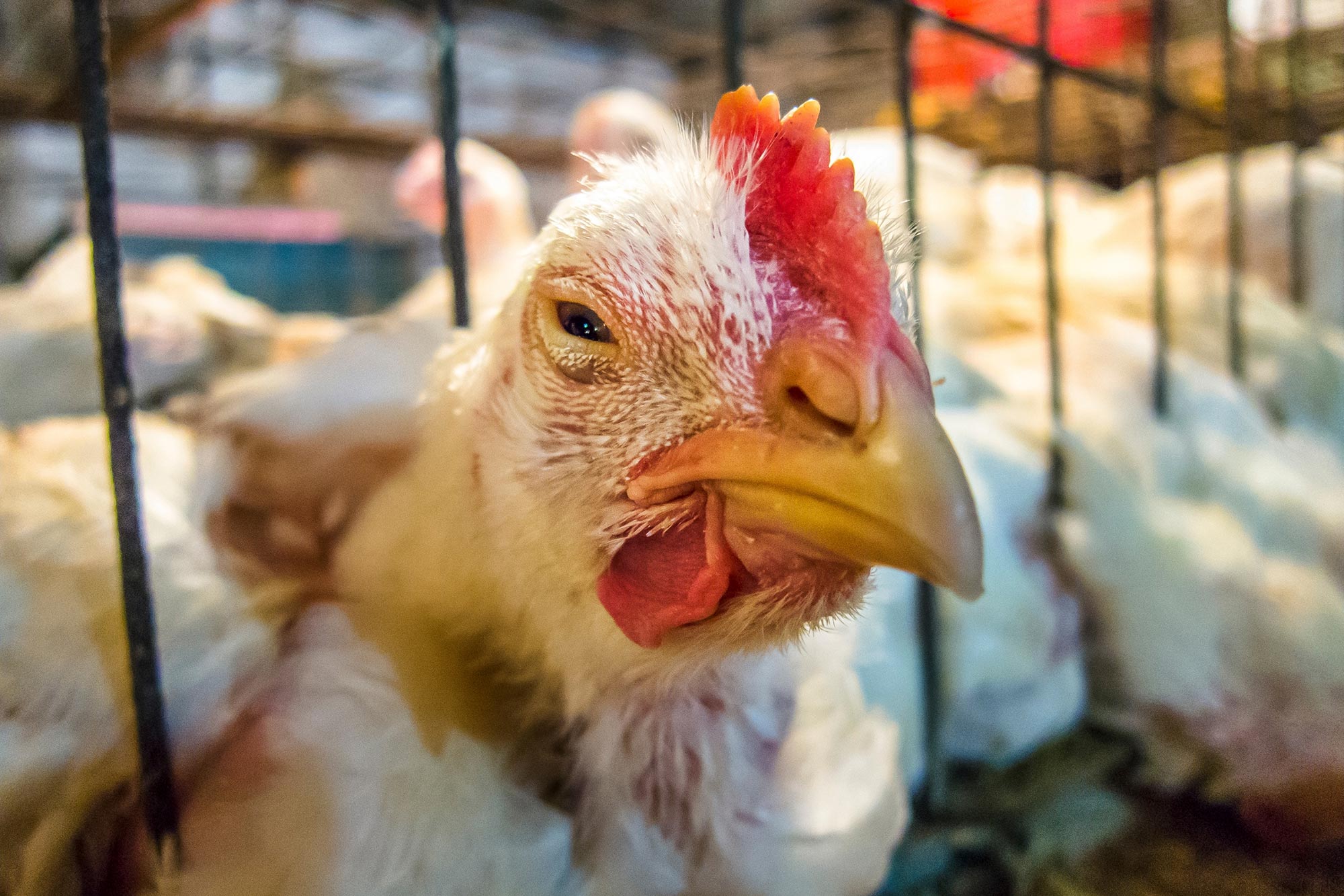 Bird flu in Chickens