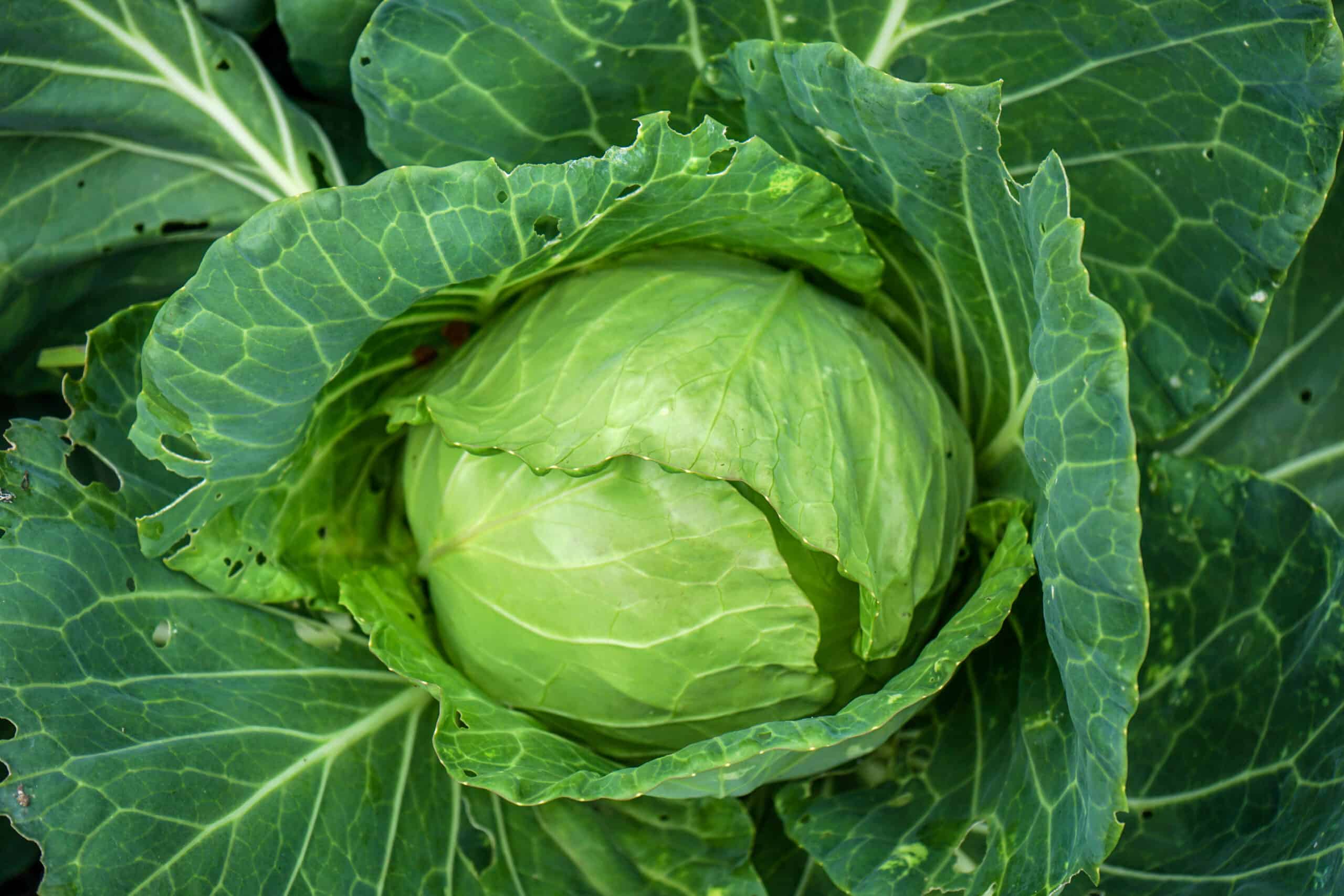 Cabbage Cultivation