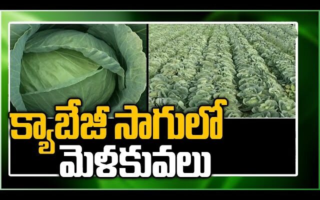 Cabbage Cultivation Techniques