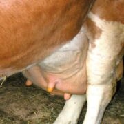 Candidiasis Disease in Cows