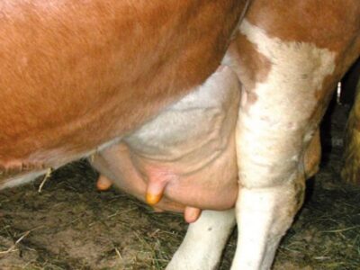 Candidiasis Disease in Cows
