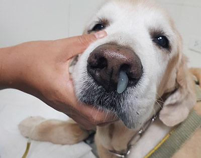 Canine Distemper in Dogs