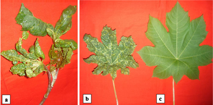 Caster Diseases