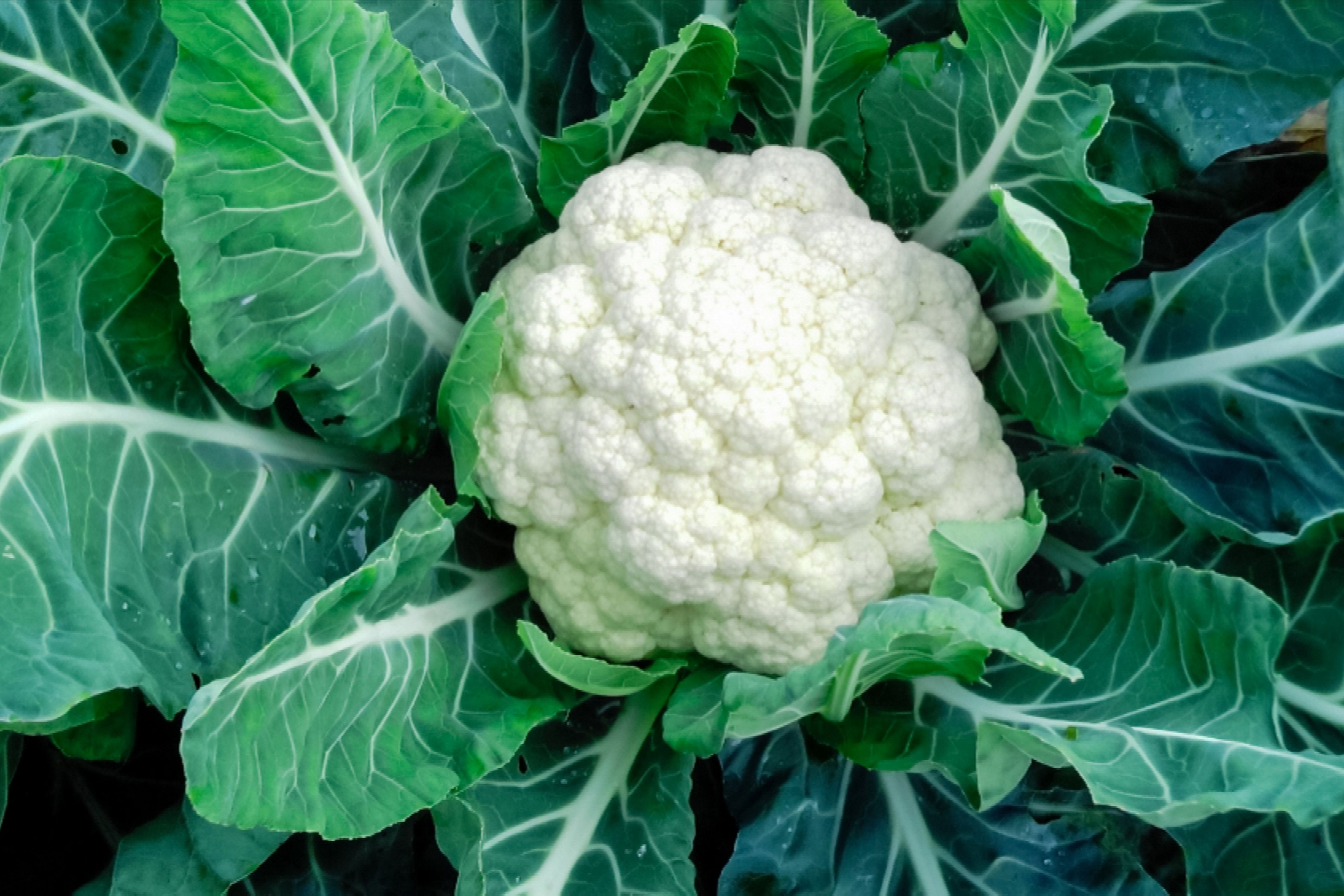  Cauliflower Cultivation