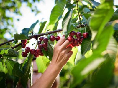 Cherries