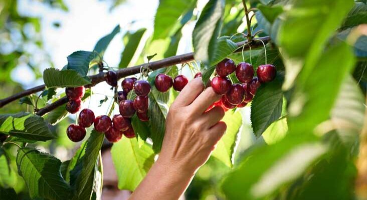 Cherries