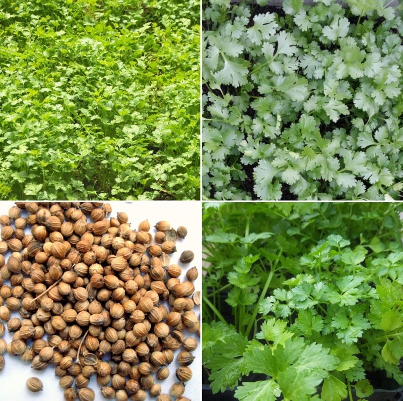 Coriander Crop Cultivation