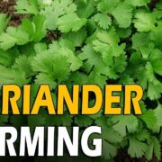 Coriander Farming