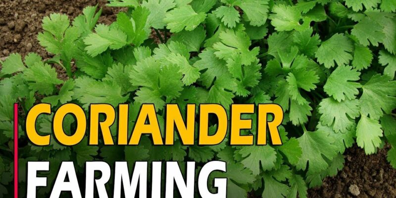 Coriander Farming