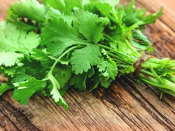 Coriander Health Benefits