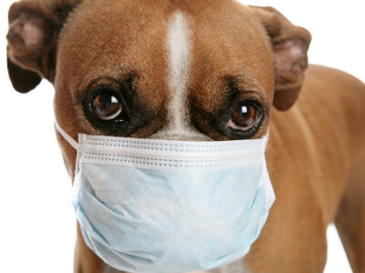 Corona Viral Gastro Enteritis in Dogs