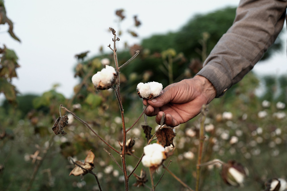 Cotton Quality Checking