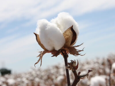 Cotton