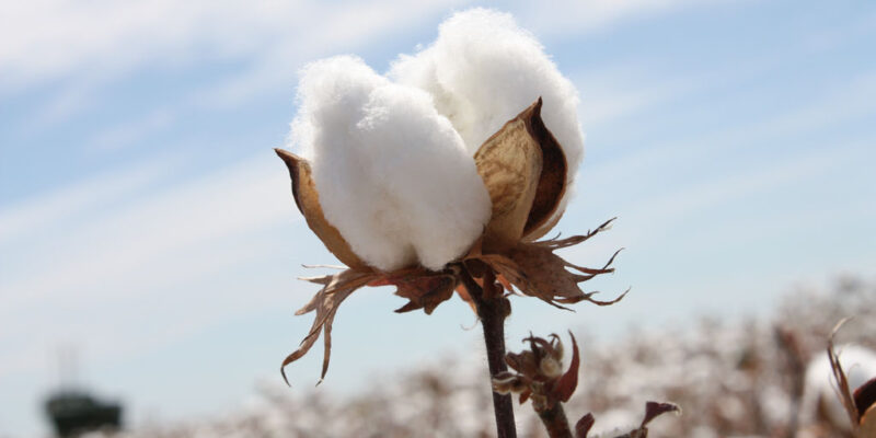 Cotton