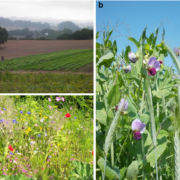 Crops